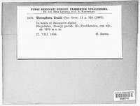 Thecaphora trailii image
